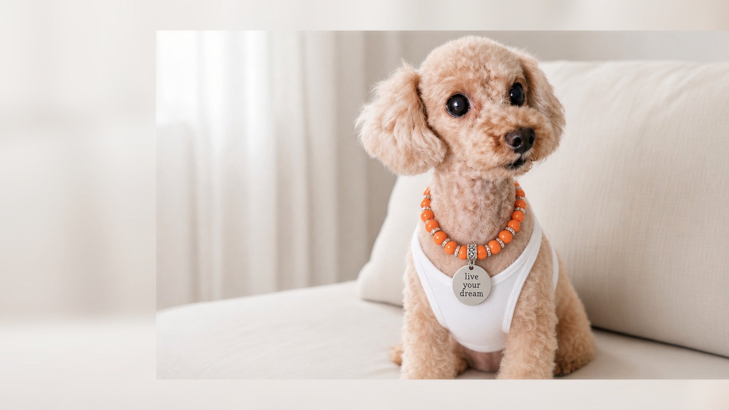 愛犬との日常を、
少しだけ特別に。